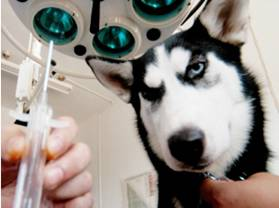 balilan.com#balilan-rfid-pet_4.png balilan.com#balilan-rfid-pet_4.png